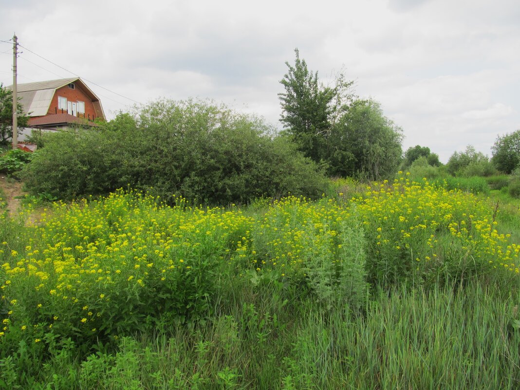 за городом - Елена Шаламова
