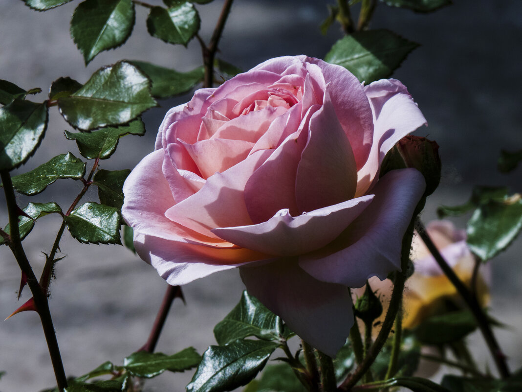 Розовая роза - Валентин Семчишин