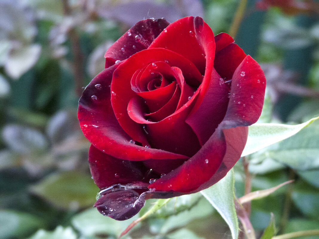 Бархатная  роза - Валентин Семчишин