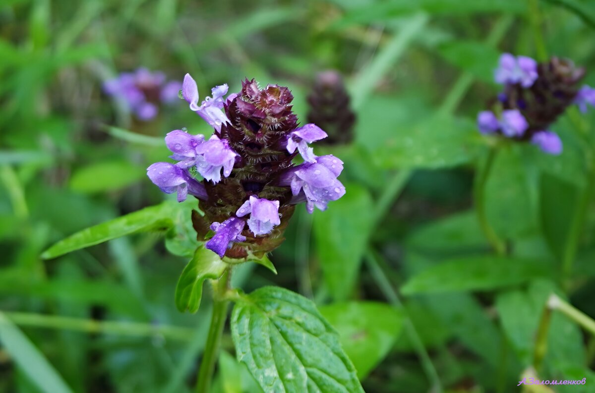 Скромное обаяние черноголовки... - Андрей Заломленков Скромное обаяние черноголовки... - Андрей Заломленков