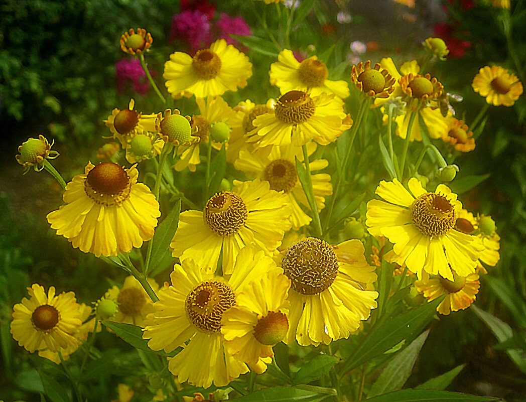 Солнечные - Елена Семигина