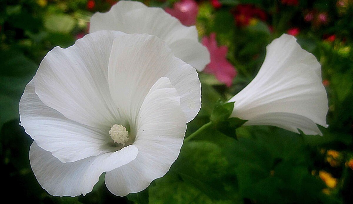 Лаватера - Елена Семигина Лаватера - Елена Семигина