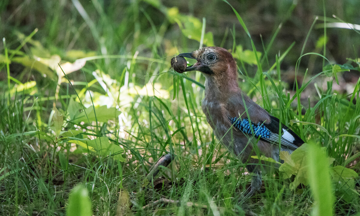 Молодая сойка. - Владимир Безбородов