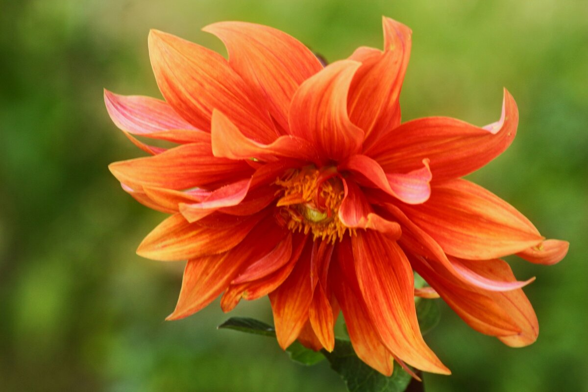 Георгин - Юрий. Шмаков