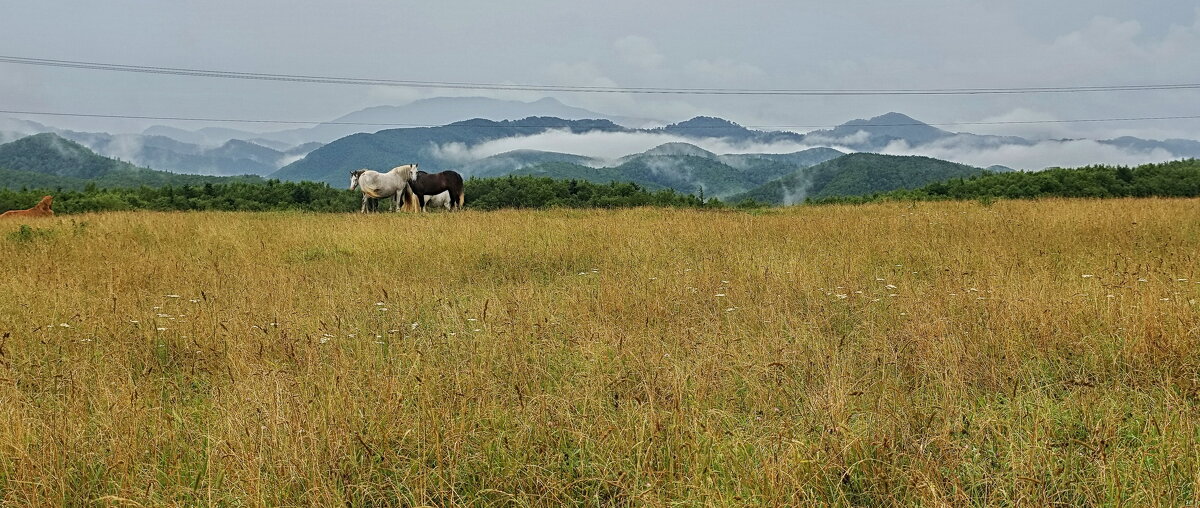 На лугу пасутся ко... - fillarret-2 