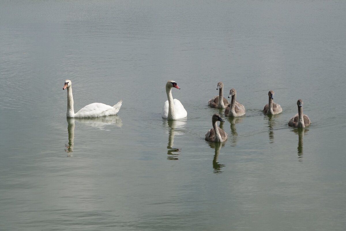 Лебединая семья - Рита Симонова Лебединая семья - Рита Симонова