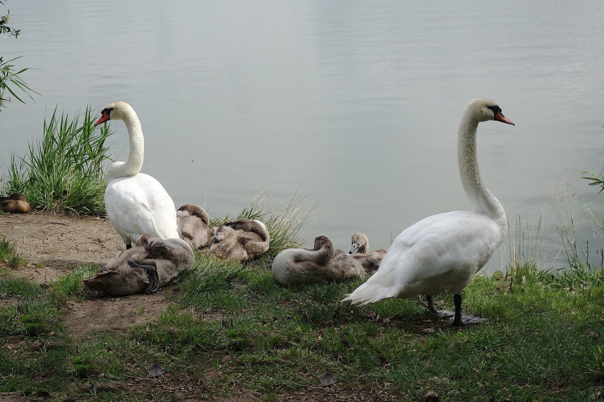 Лебединая семья - Рита Симонова