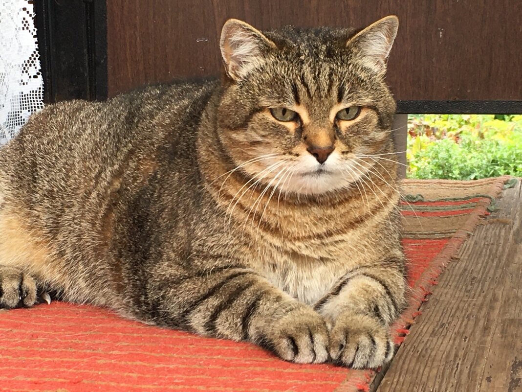 Кузьмич, а чем не Тигра? - Владимир Павлов Кузьмич, а чем не Тигра? - Владимир Павлов