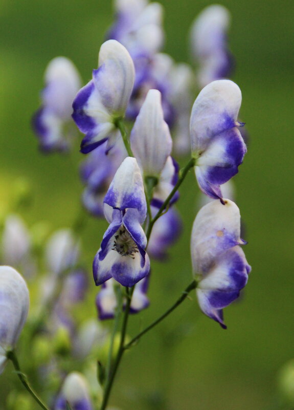 Пёстренькие .. - Татьян@ Ивановна