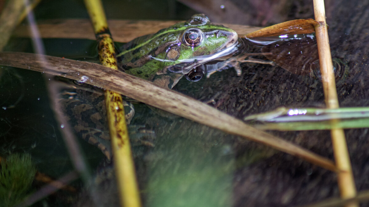 Квака - sorovey Sol