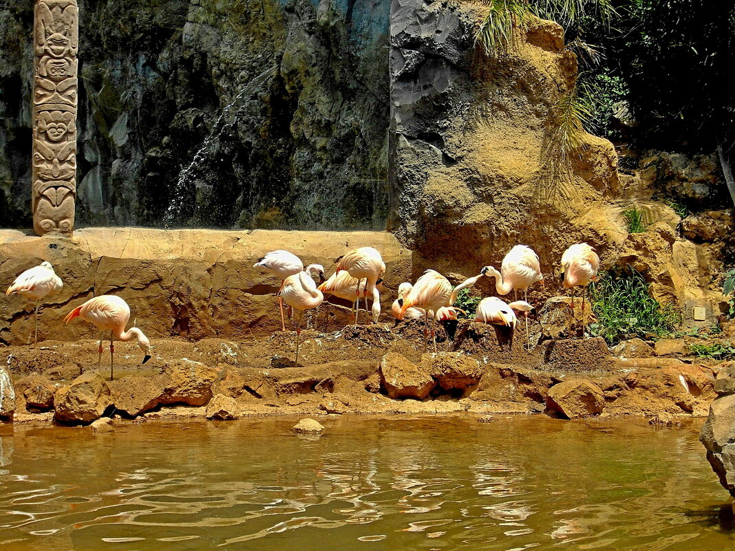 Фламинго.  (Jungle Park). Тенерифе. - Лия ☼