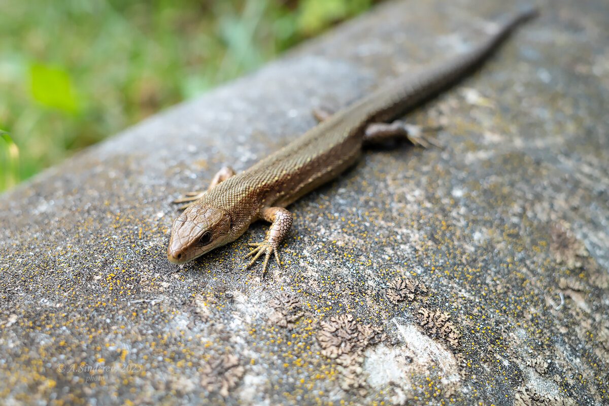 Ящерица обыкновенная - Александр Синдерёв