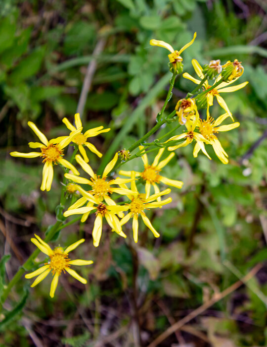 Якобея обыкновенная - Светлана SvetNika17