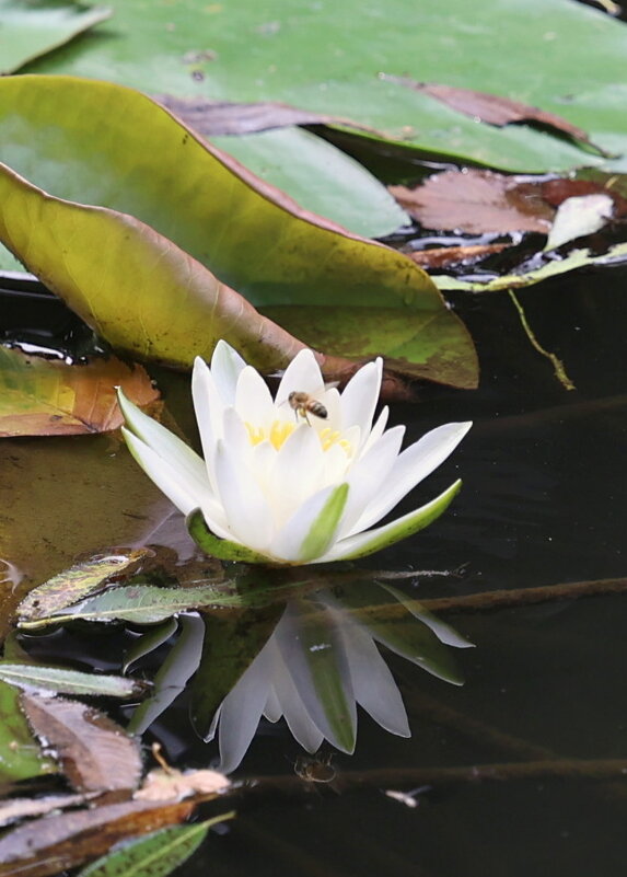 С пчёлкой - Александр Кондаков