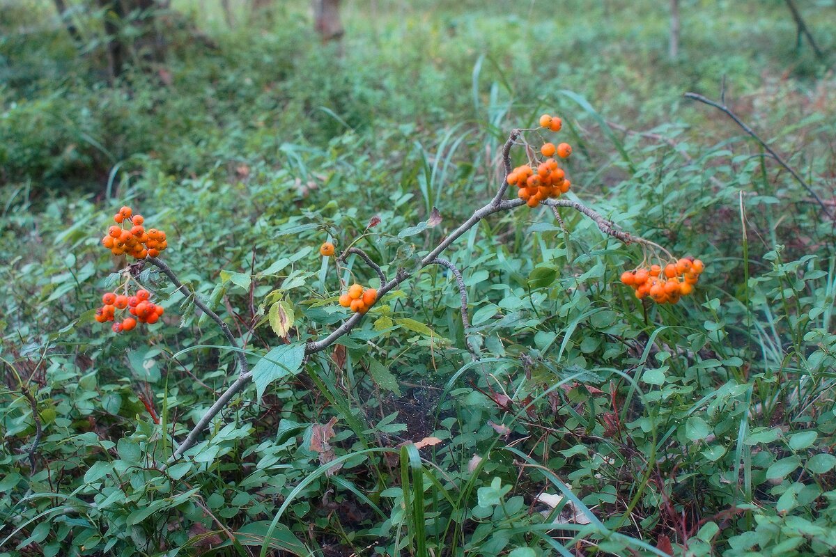 *** - Леонид leo