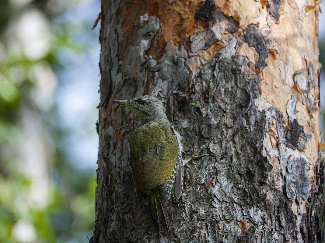 Самка седого дятла. - Вадим Басов