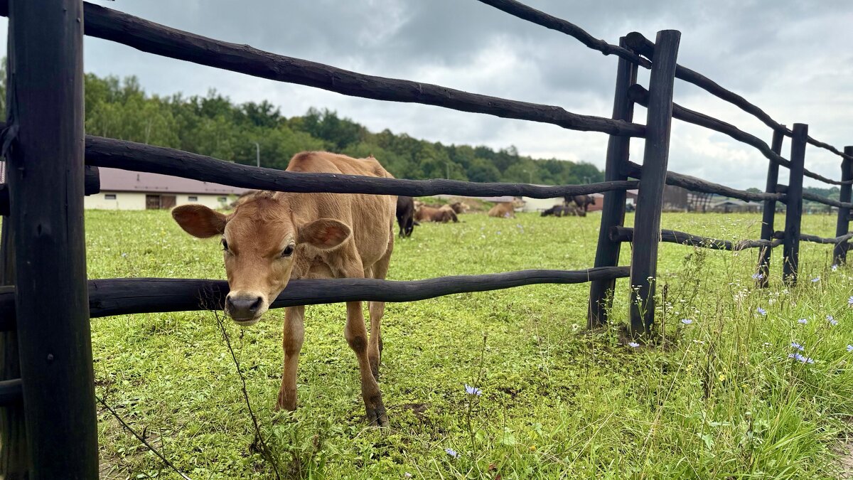 «По проселочной дороге шла я молча…» (c) - Арина Невская «По проселочной дороге шла я молча…» (c) - Арина Невская