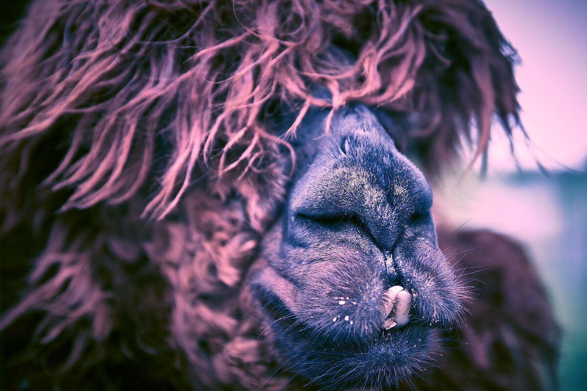 - - Андрей Мясоедов