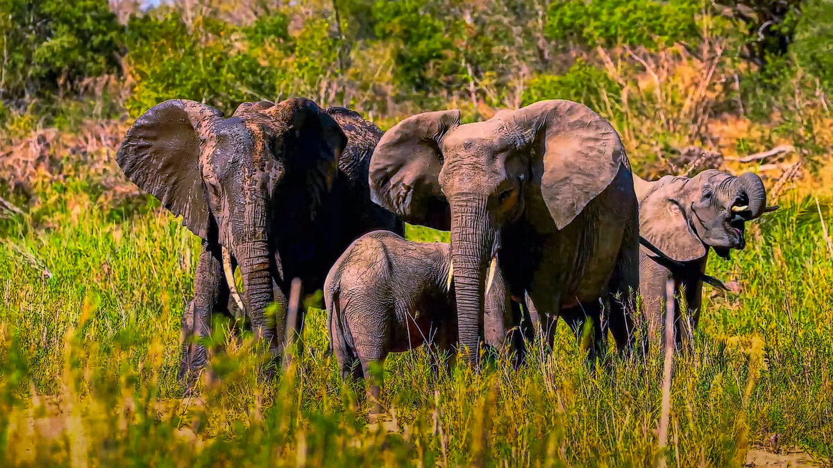 Африканские слоны - Aleksey Afonin