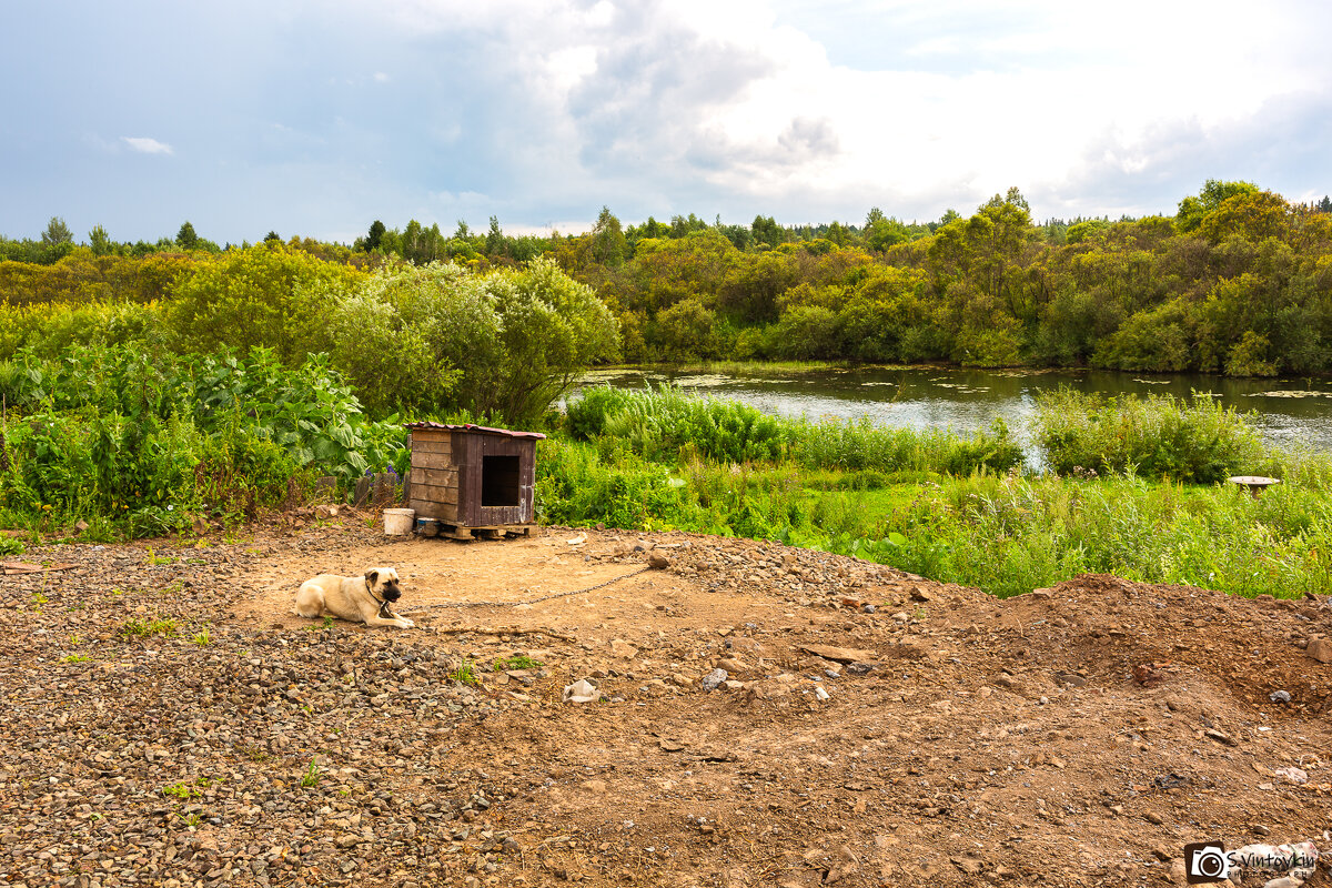 Песик охраняет речку от браконьеров) - Сергей Винтовкин