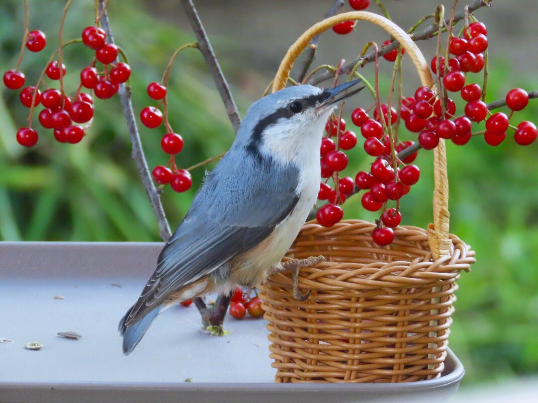 Поползень - Ольга Митрофанова Поползень - Ольга Митрофанова