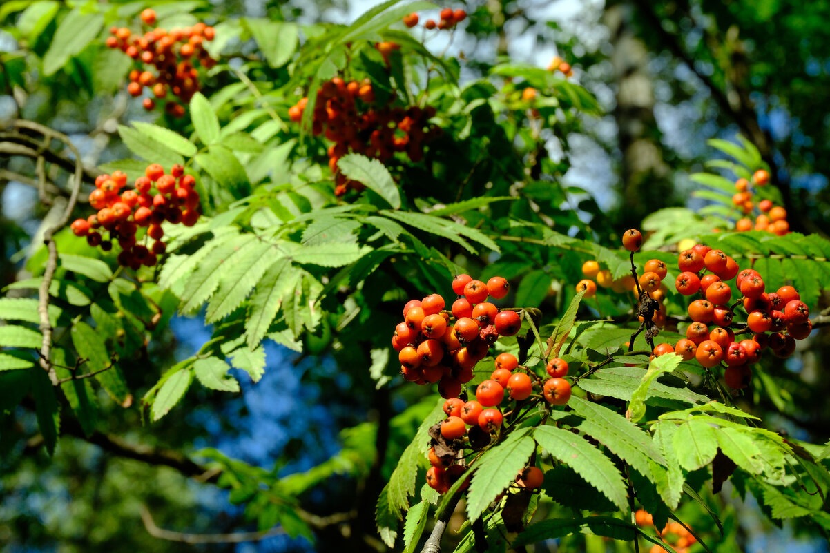 Рябина - Dar(k) Life Рябина - Dar(k) Life