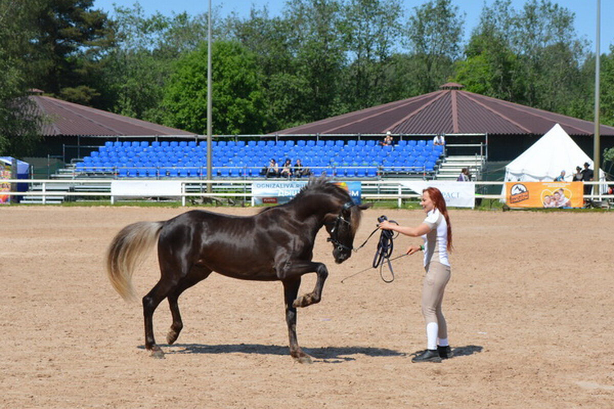 Международная конная выставка "Иппосфера" 2025 - Николай 