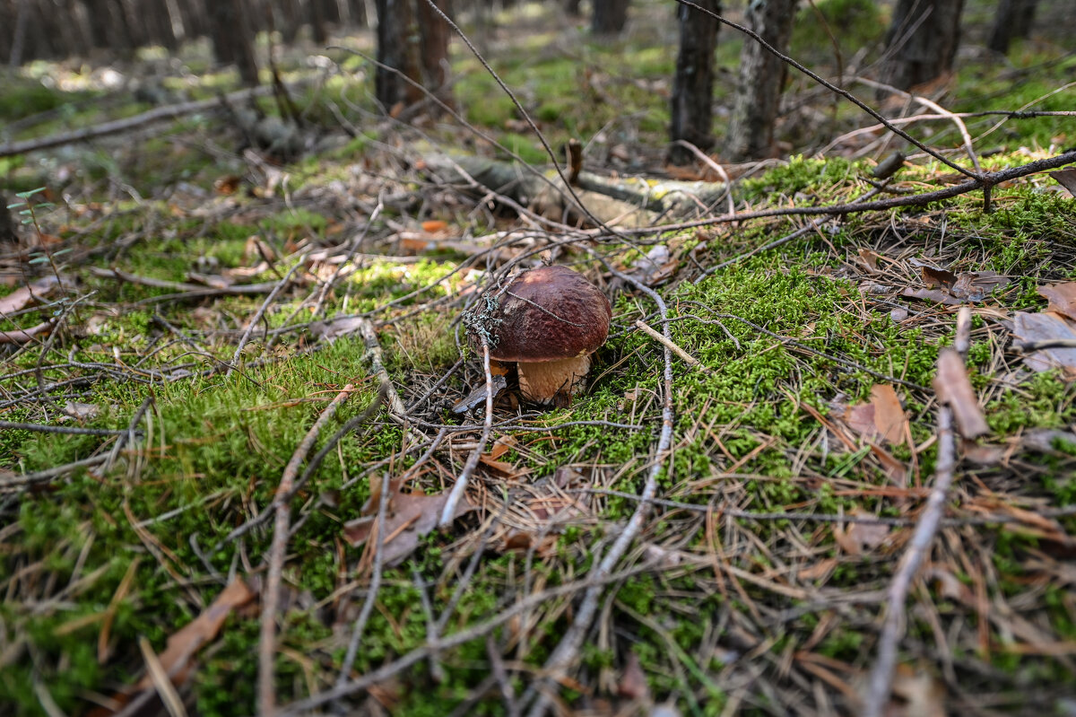 гриб боровик - сергей 