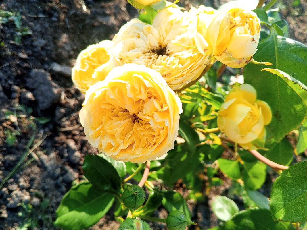 Роза - Сапсан 