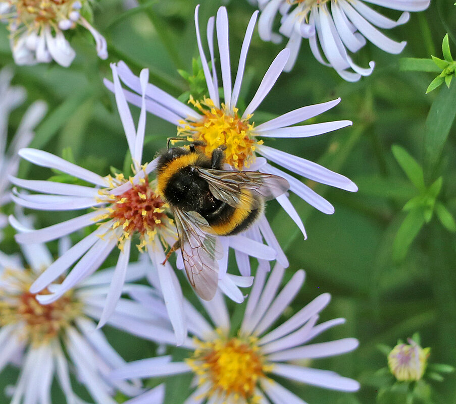 Вкусные цветочки? - Светлана 