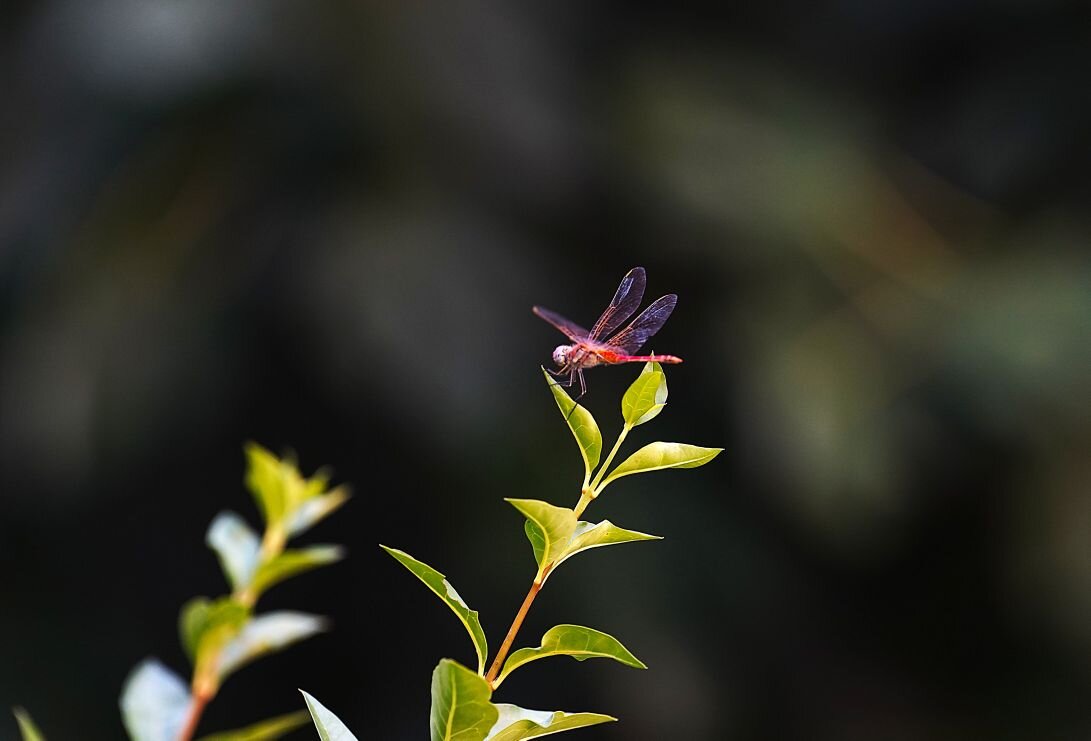 Стрекоза - Татьяна Тюменка