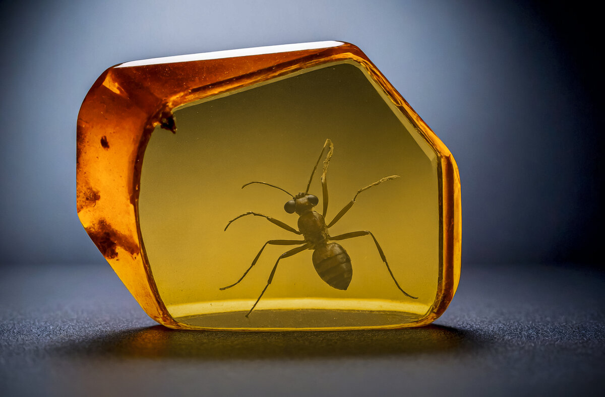 Янтарь с муравьём - Aleksey Afonin