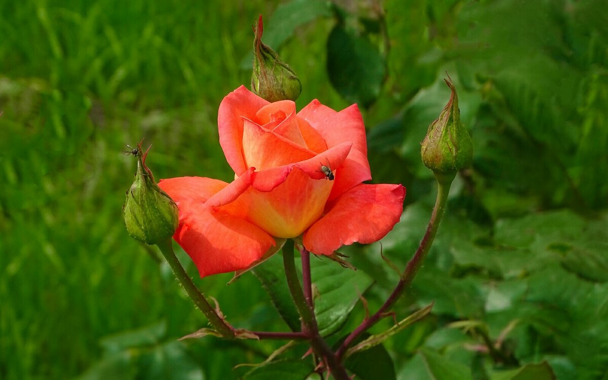 О красоте цветов. - Милешкин Владимир Алексеевич О красоте цветов. - Милешкин Владимир Алексеевич