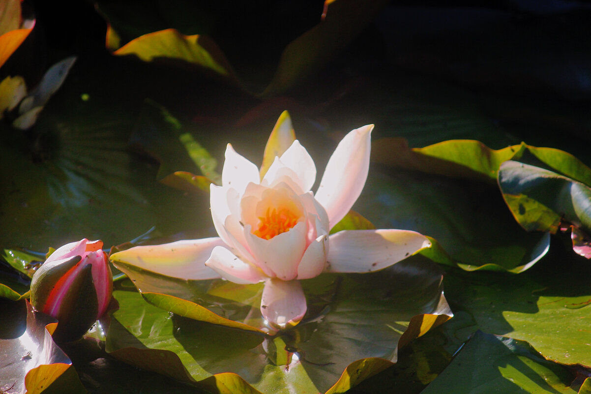 Белая кувшинка - Сергей Кочнев