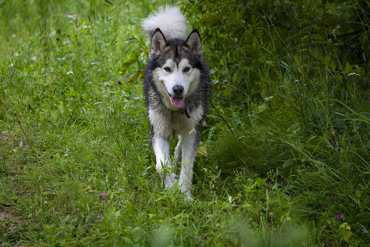 Ярик. - leff Postnov