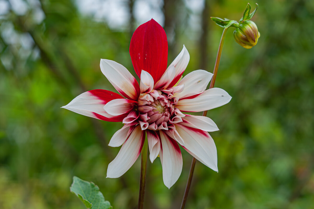 Дачные красоты - Александр Филатов