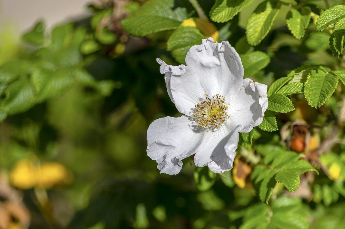 Увядающая красота - Валерий Иванович