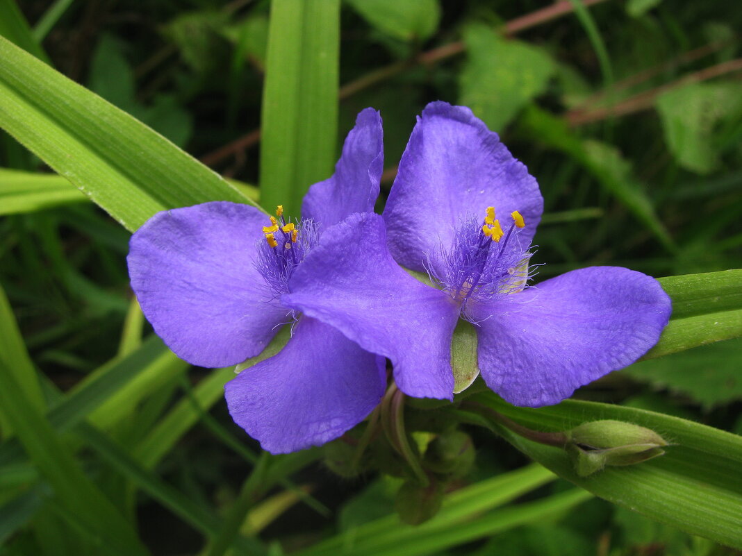 Традесканция - Людмила Смородинская
