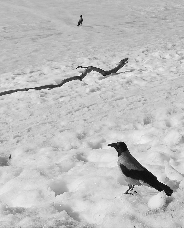 Две вороны и коряга. Случайный кадр. - Любимова Ольга 