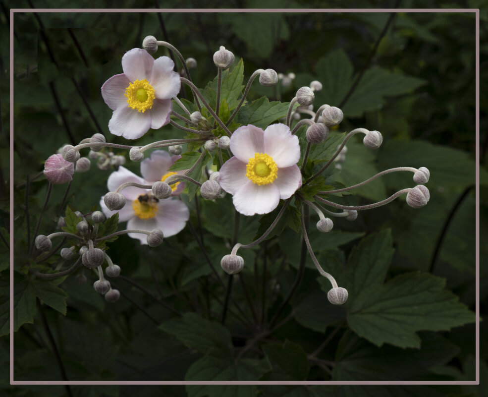 Анемоны - Евгений 