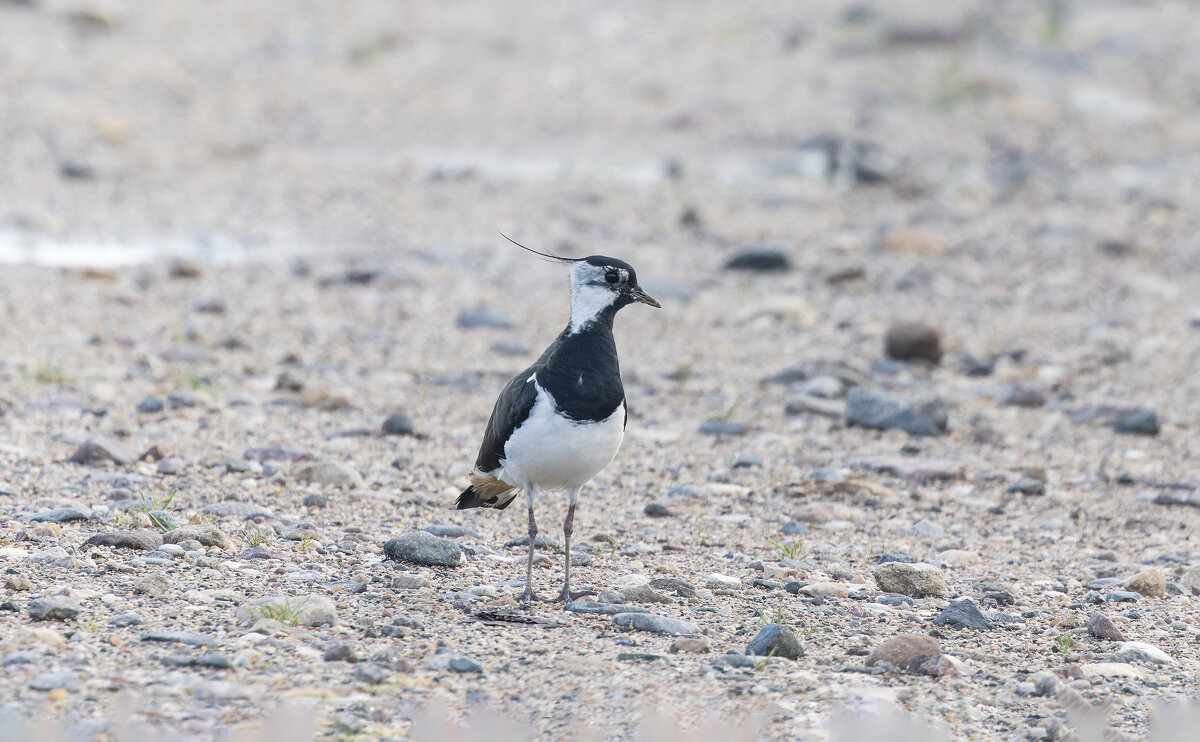 чибис - юрий макаров чибис - юрий макаров