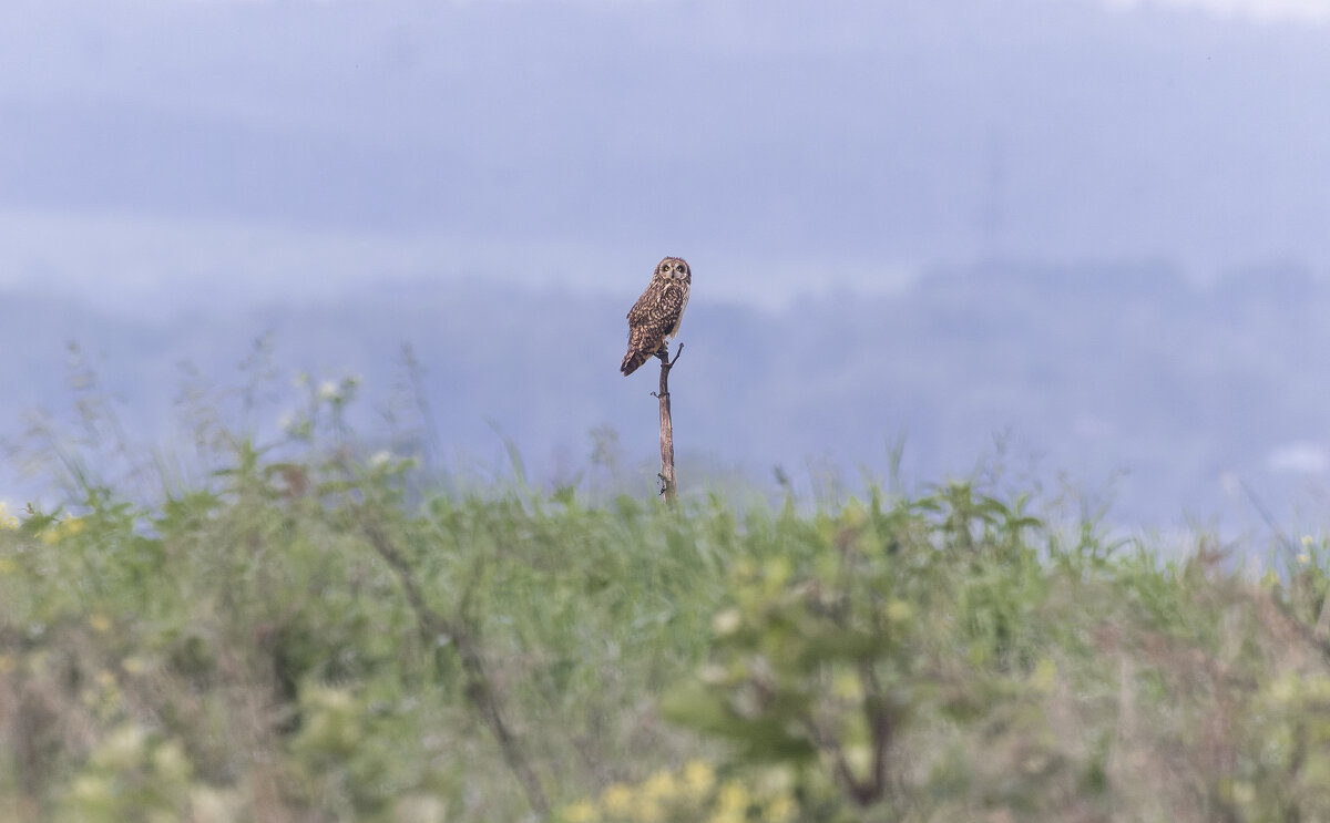 сова болотная - юрий макаров