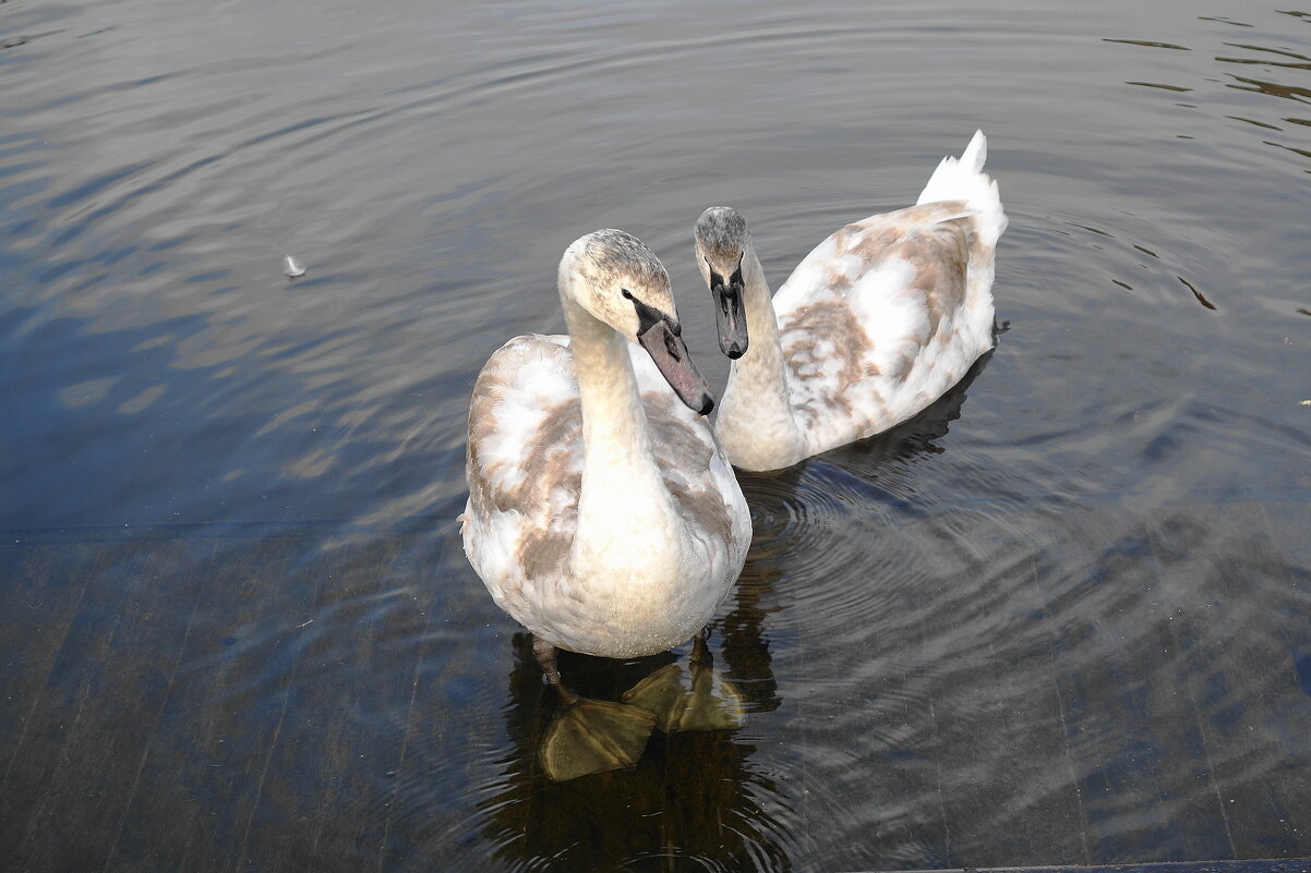 Молодые лебеди - Рита Симонова