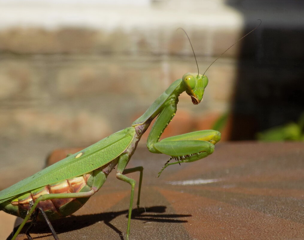 Древесный богомол... - Константин Штарк