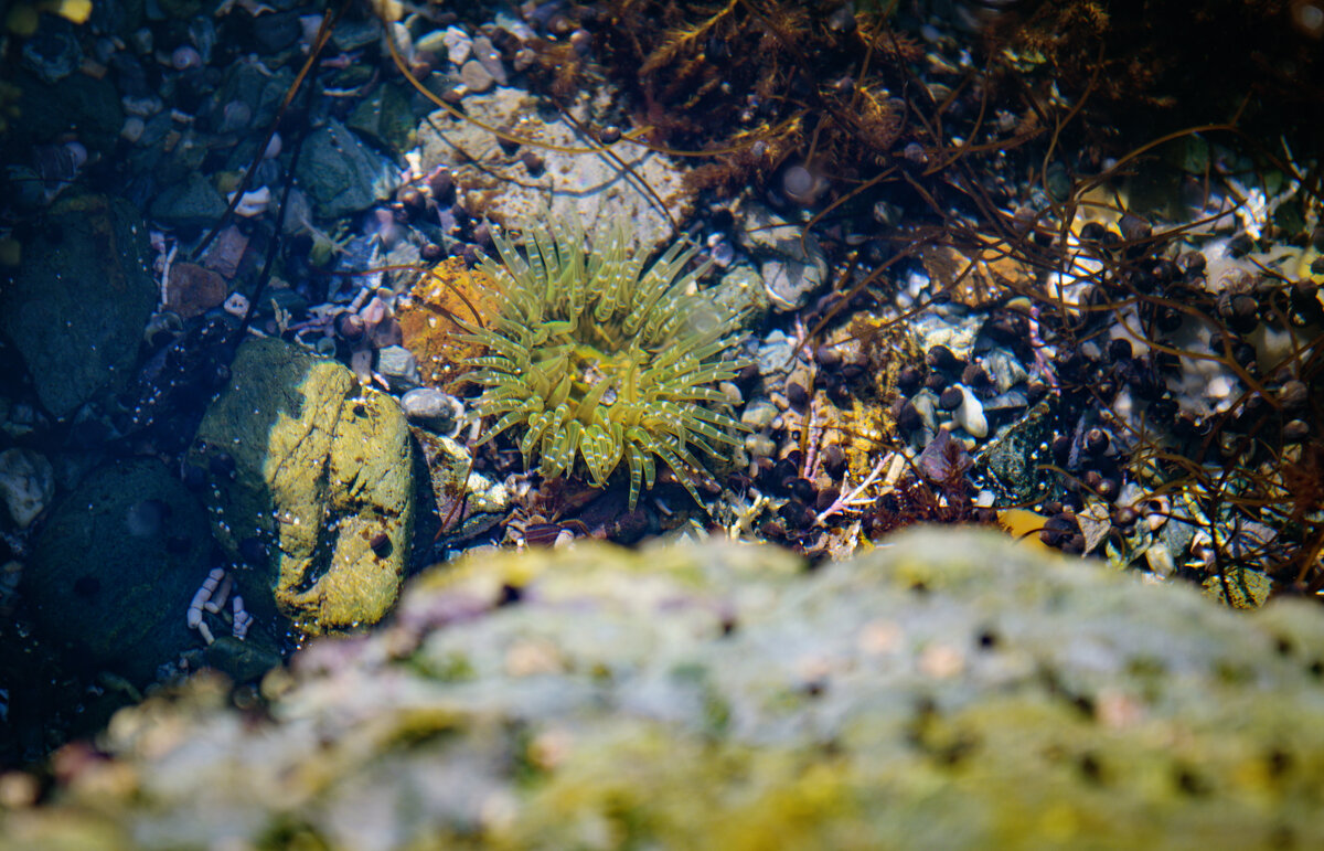 Anthopleura artemisia - Alexander Fedotov