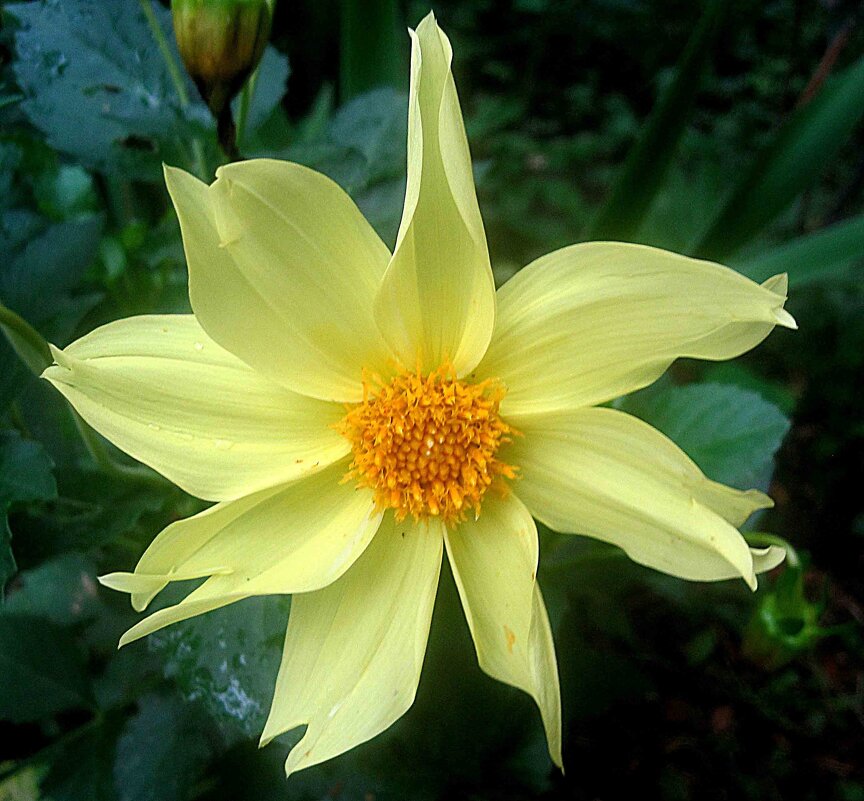 Летний - Елена Семигина Летний - Елена Семигина