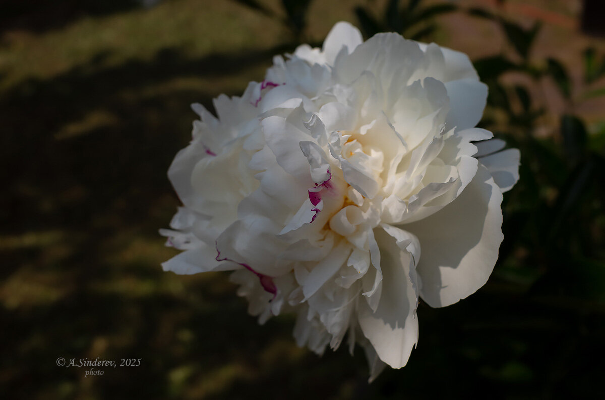 Белый пион - Александр Синдерёв