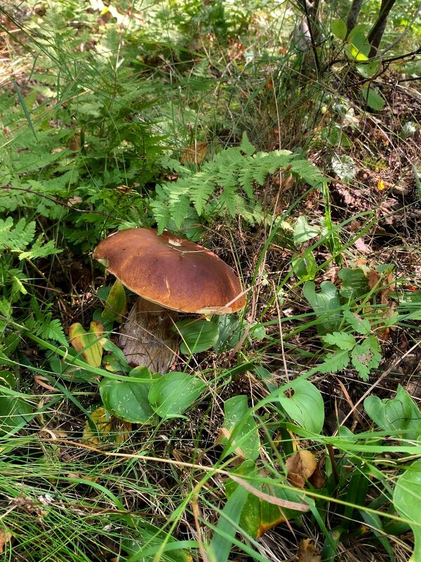 Гриб - ирина 