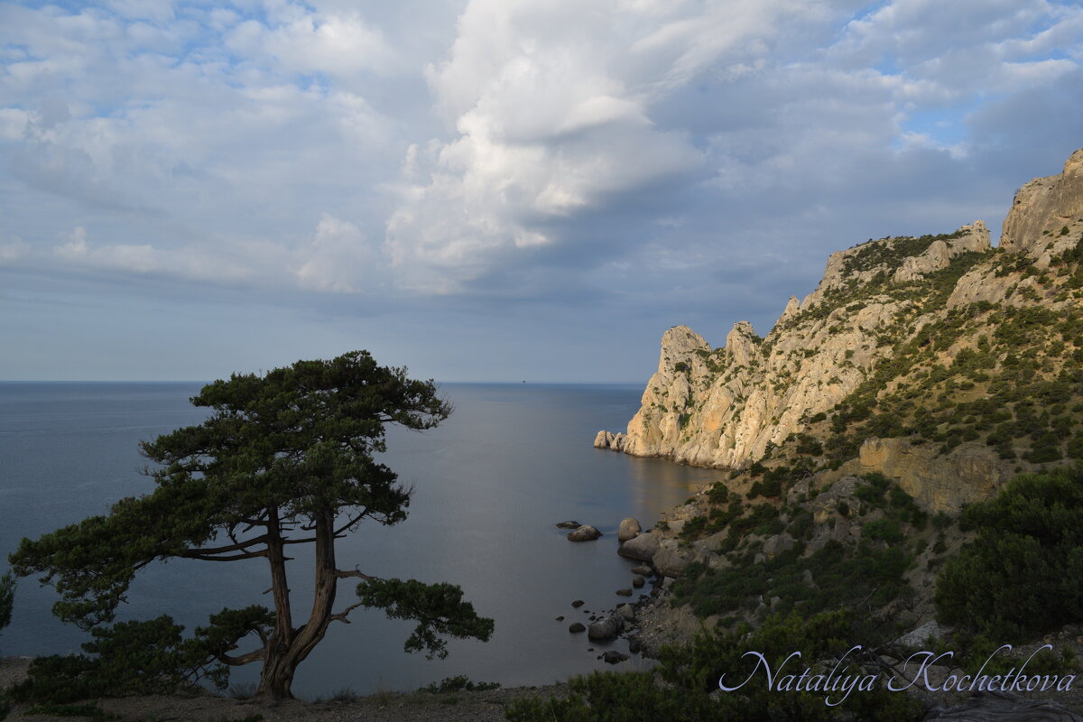 Природа Крыма - Amazing Cosmea