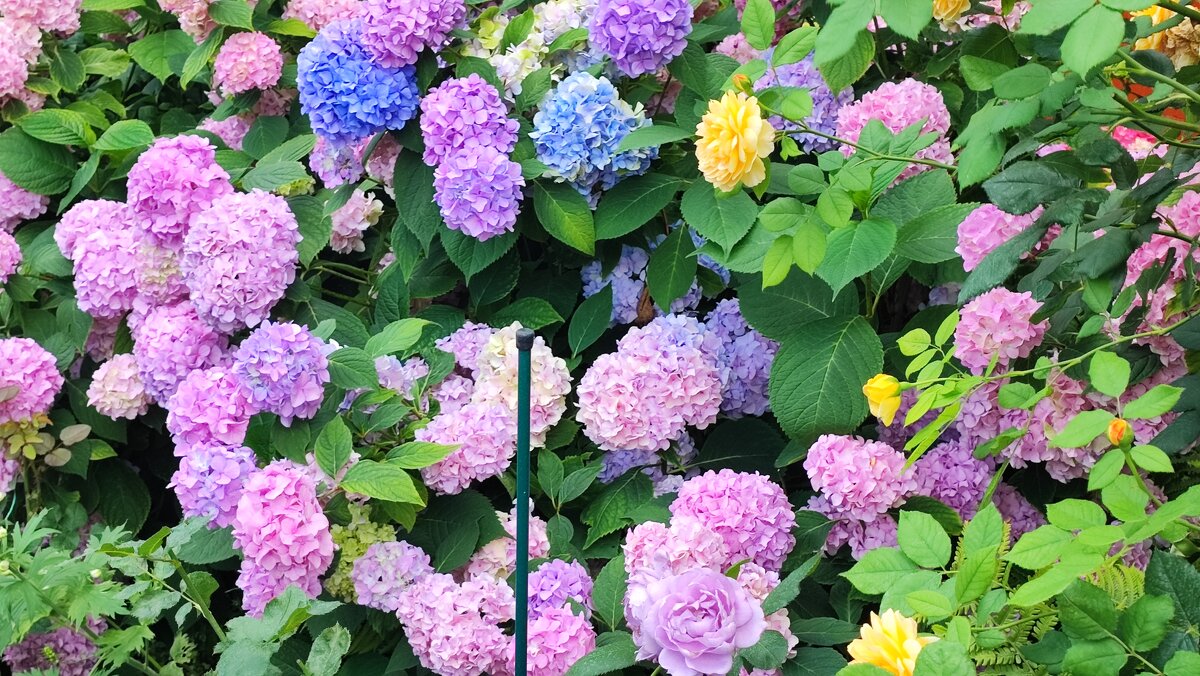 ,,, - Сергей Тимоновский ,,, - Сергей Тимоновский